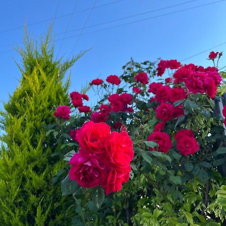 Sunnyside Villa Dıraç Dış mekan fotoğraf